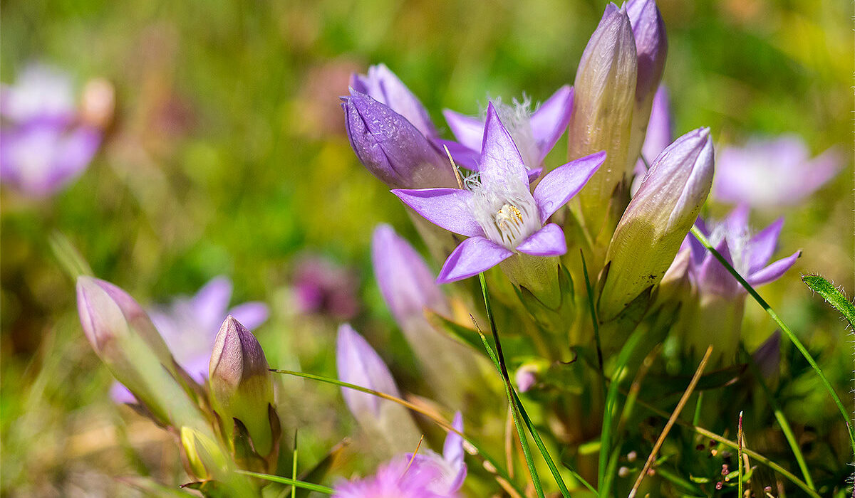 Blumen auf Seiser Alm