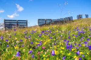 Blumen auf Seiser Alm