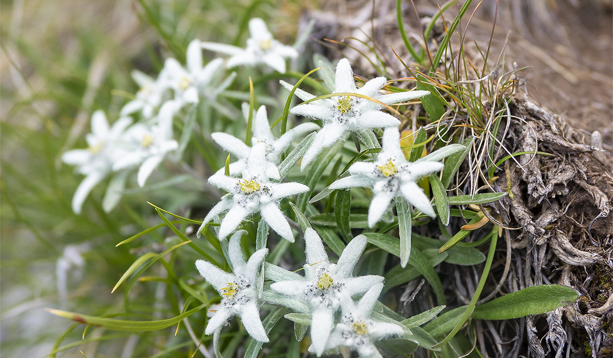 Blume auf Seiser Alm
